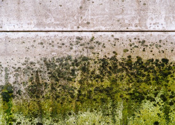 Mold builds up on the wall of an Ottawa home
