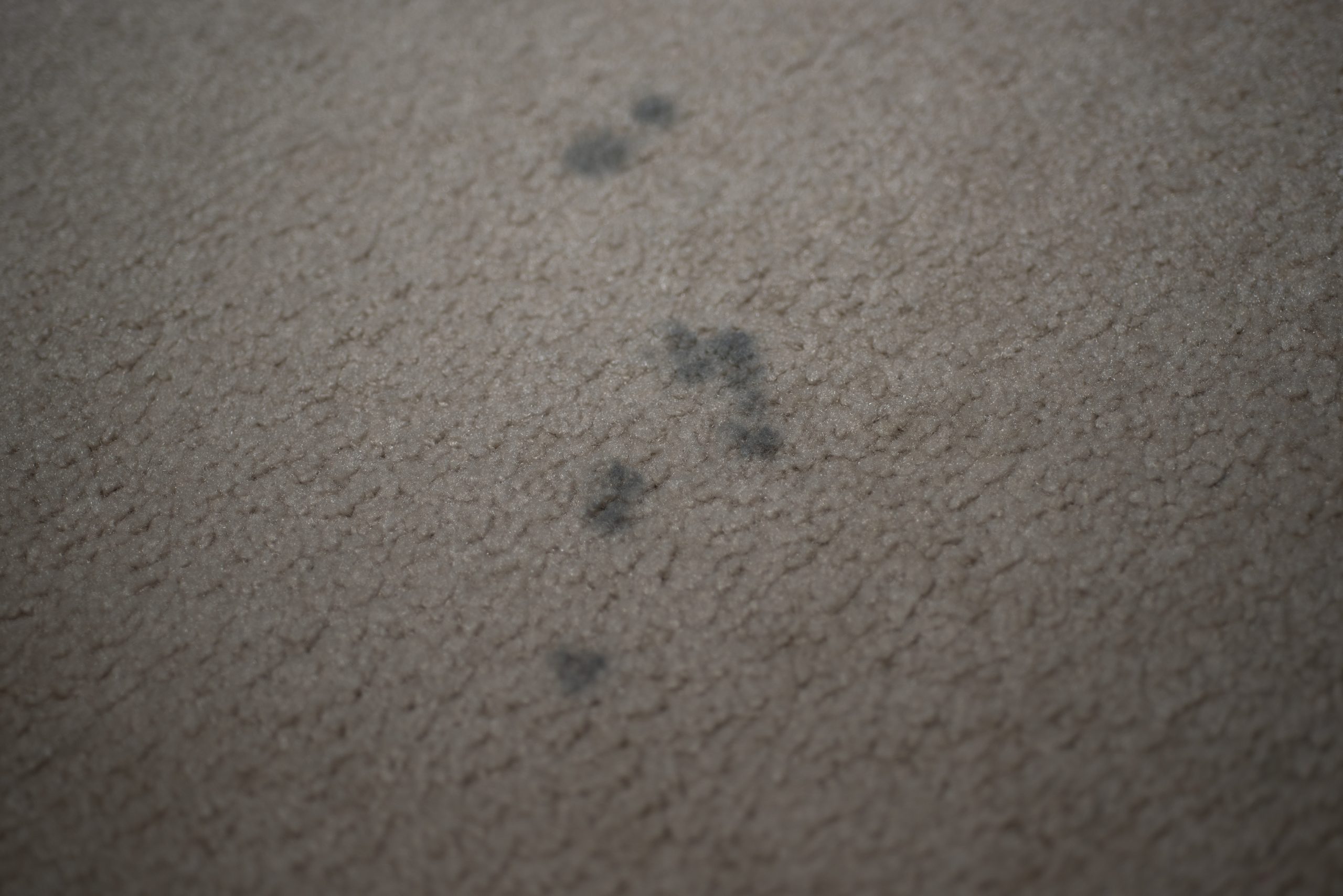 Dirty,Carpet,With,Black,Spots,,Close,Up. Dirty Carpet with Mold Stains