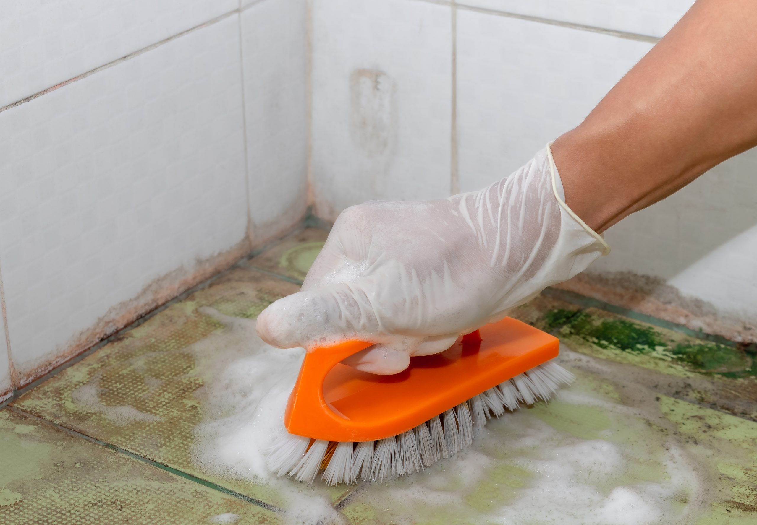 A,Hand,People,Wear,Rubber,Glove,Is,Scrubbing,Brush,On Scrubbing Mold off of Bathroom Tiles