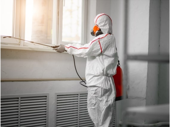 mold removal services kingston mold removal services kingston