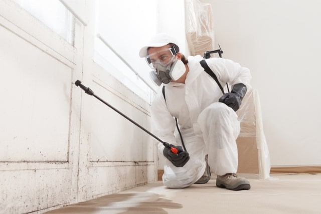 mold removal